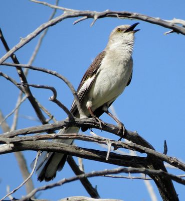 Northern Mockingbird
