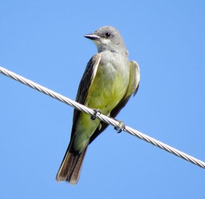 Cassin's Kingbird