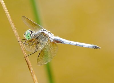 Blue Dasher