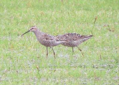 Stilt Sandpiper
