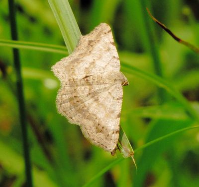 Faint-Spotted Angle Moth