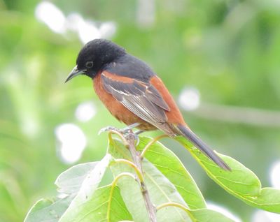 Orchard Oriole