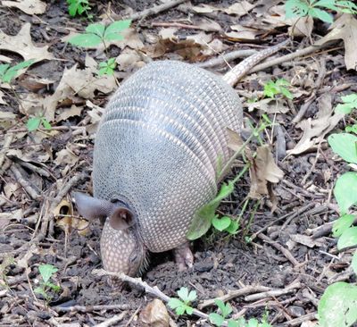 Nine-Banded Armadillo