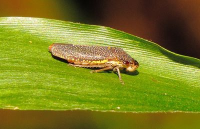 Speckled Sharpshooter