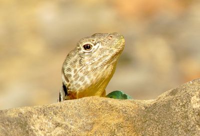 Eastern Collared Lizard