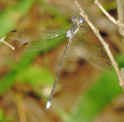 Great Spreadwing