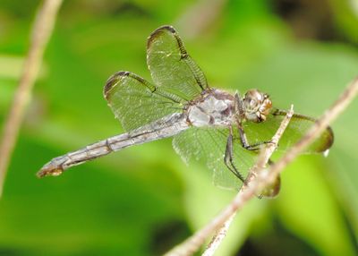 Slaty Skimmer