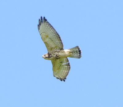 Broad-Winged Hawk