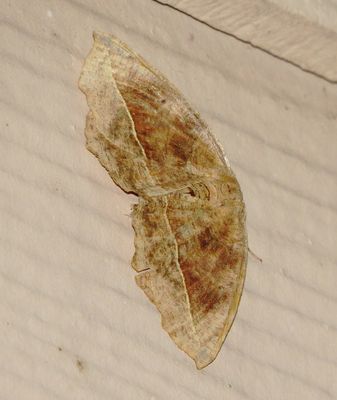 Curve-Toothed Geometer Moth