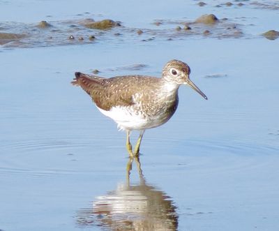 Solitary Sandpiper