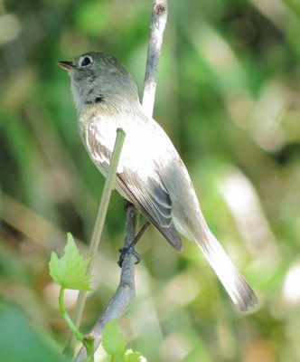 Alder Flycatcher