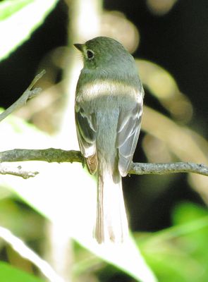 Alder Flycatcher