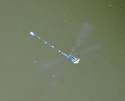 Stream Bluet