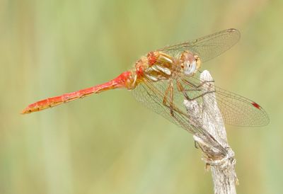 scnmo164 (1280x877).jpg