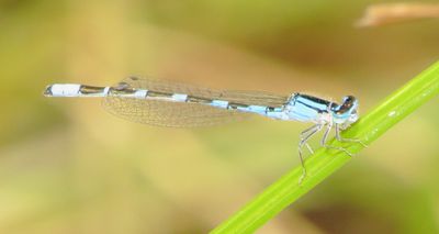 scnmo172 (1280x681).jpg