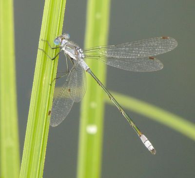 scnmo179 (1280x1167).jpg