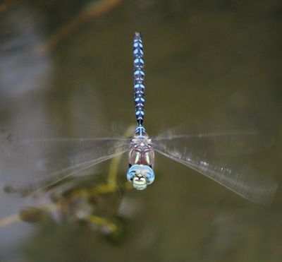 scnmo181 (1280x1186).jpg