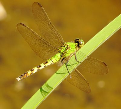 carzcyo19 (1280x1153).jpg