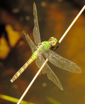 carzcyo30 (1043x1280).jpg