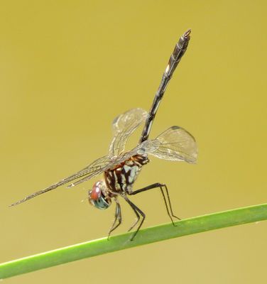 cbpko36 (1203x1280).jpg
