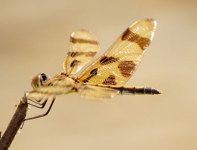 frcrko46 (1280x980).jpg