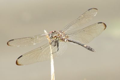 nsubao130 (1280x862).jpg