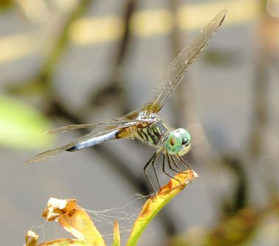nsubao135 (1280x1125).jpg