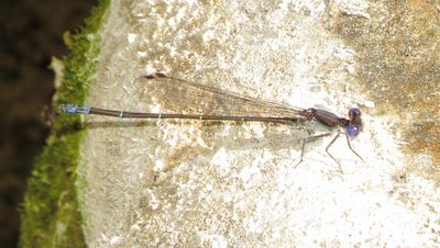 flytrlo16 (1280x722).jpg