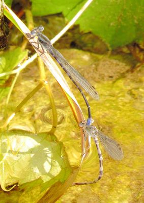 flytrlo17 (905x1280).jpg