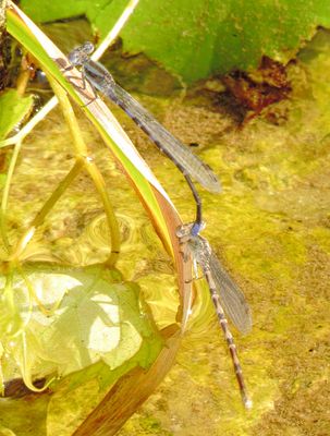 flytrlo18 (968x1280).jpg