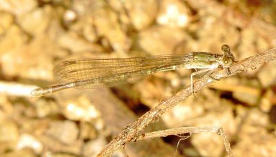 flytrlo19 (1280x730).jpg