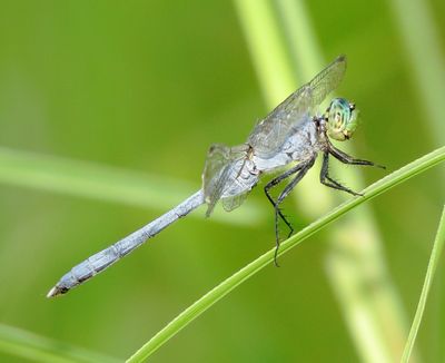 bxlko675 (1280x1042).jpg