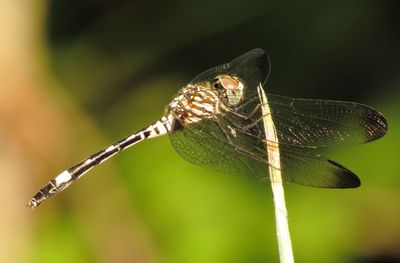 bxlko682 (1280x840).jpg