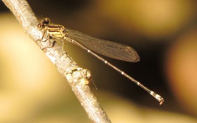 bxlko699 (1280x799).jpg
