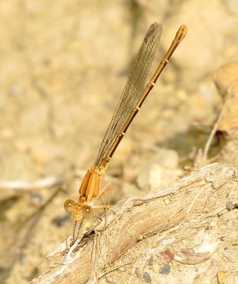 bxlko702 (1076x1280).jpg