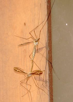 Genus Tipula