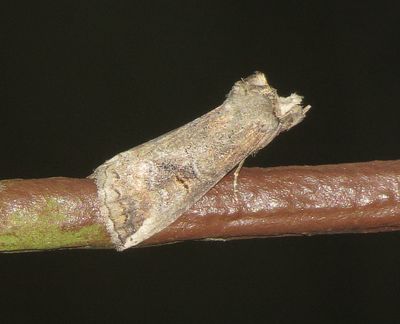 Packard's Prominent Moth