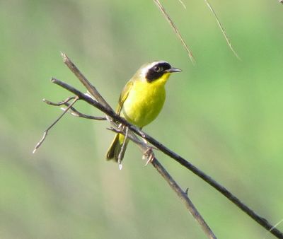 Common Yellowthroat