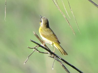 Common Yellowthroat