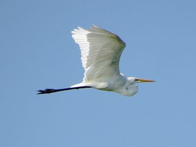 Great Egret