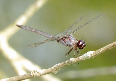 Slaty Skimmer