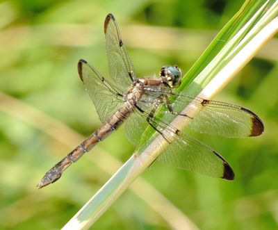 Great Blue Skimmer