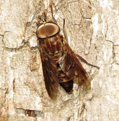 Furrowed Horse Fly