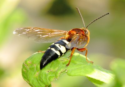 Eastern Cicada-Killer Wasp