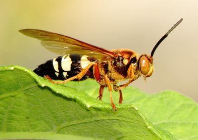 Eastern Cicada-Killer Wasp