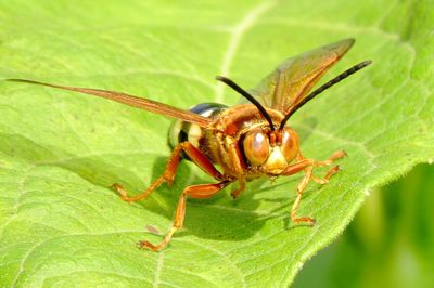Eastern Cicada-Killer Wasp