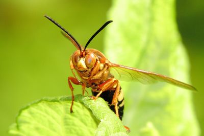 Eastern Cicada-Killer Wasp