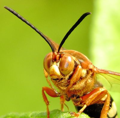 Eastern Cicada-Killer Wasp