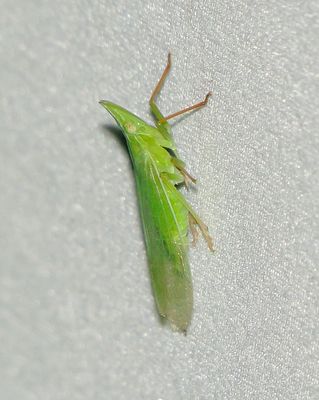 Rhynchomitra recurva