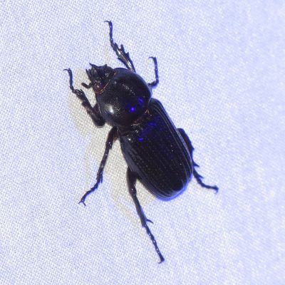 Phileurus valgus